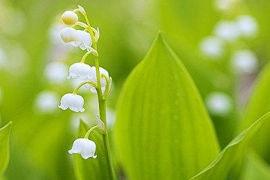 《星空》群星同伴配音演员曾为主角配音 但最终被B社取消